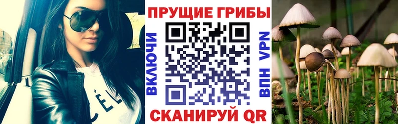 ссылка на мегу ссылка  Себеж  Псилоцибиновые грибы прущие грибы  купить  